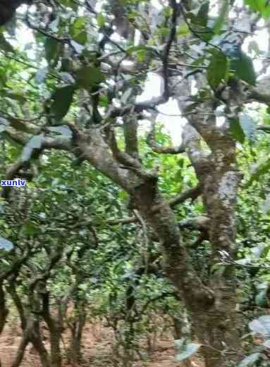 黄草坝古树茶的缺点和优点，探究黄草坝古树茶的优缺点：一种独特的茶叶体验