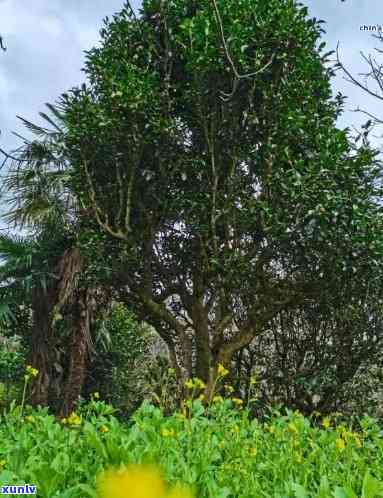 黄草坝古树茶的缺点和优点，探究黄草坝古树茶的优缺点：一种独特的茶叶体验