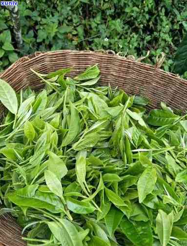 黄草坝古树春茶，探秘黄草坝古树春茶：品味大自然的馈赠