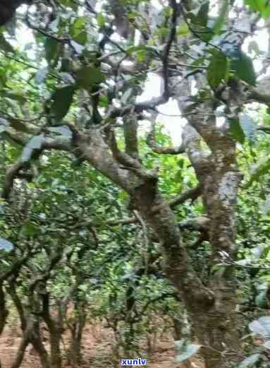 黄草坝古树茶的缺点-黄草坝古树茶的缺点和优点