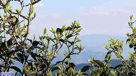 黄草坝古树茶的缺点-黄草坝古树茶的缺点和优点