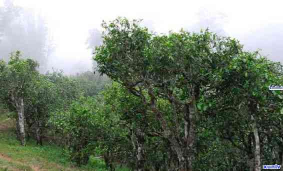 帕亮古树茶叶特点-帕亮古树茶口感特点