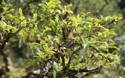 云南高山古树茶特点-云南高山古树茶特点是什么