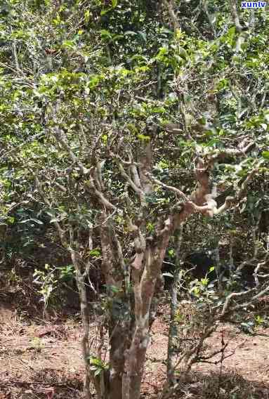 老安寨古树茶的特点是什么，探秘老安寨古树茶：特点解析与品鉴指南