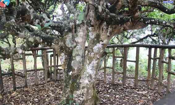 老安寨古树茶的特点-老安寨古树茶的特点和价值