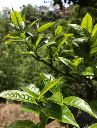 凤鸣山古树茶的特点-凤鸣山古树茶的特点是什么