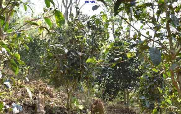 倚邦曼松古树茶特点-倚邦与曼松