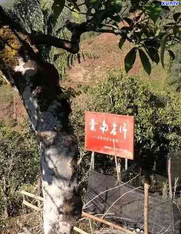 孕妇可以喝茶叶水吗绿茶，孕期饮食：绿茶对孕妇的影响，可以安全饮用吗？