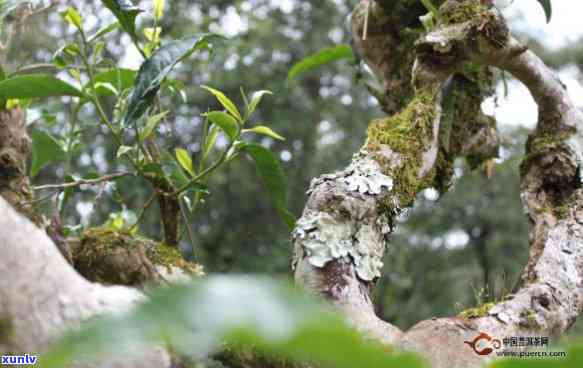 深山古树茶口感特点-深山古树茶口感特点是什么