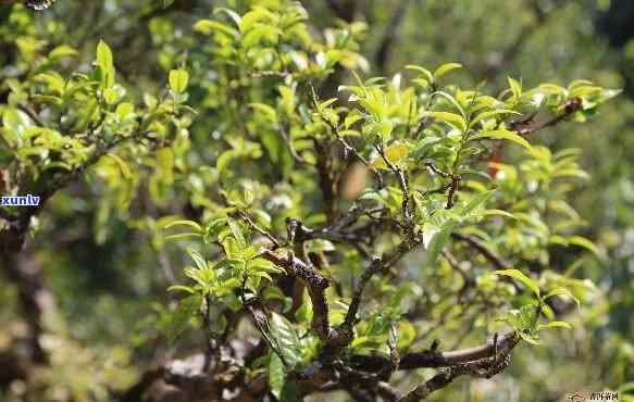 深山古树茶口感特点-深山古树茶口感特点是什么