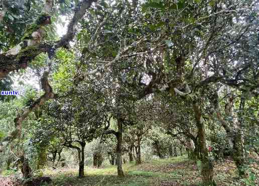 深山古树茶口感特点-深山古树茶口感特点是什么