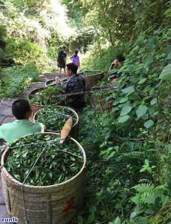 怎样识别茶叶的品质等级，如何识别茶叶的品质等级？从色泽、香气到滋味，全方位解析