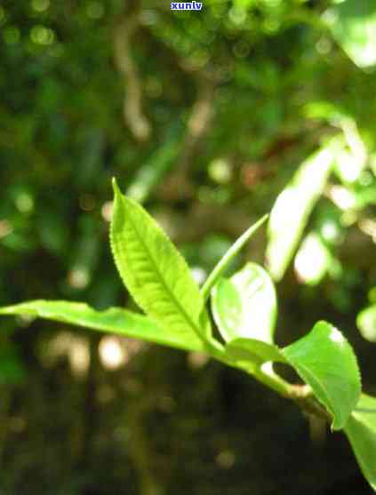 砍盆箐古树茶的特点-砍盆箐古树茶口感特点