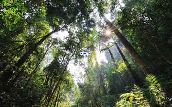 老挝野生古树茶特点-老挝野生古树茶特点介绍