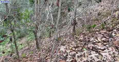 老挝野生古树茶特点-老挝野生古树茶特点介绍