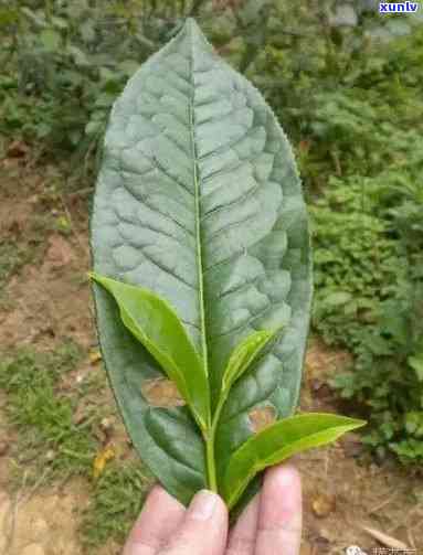 辨别真假茶叶：从形态看嫩茎叶需圆柱形