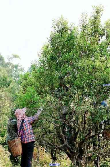 冷水河古树茶的特点有哪些，探秘冷水河古树茶：特点解析