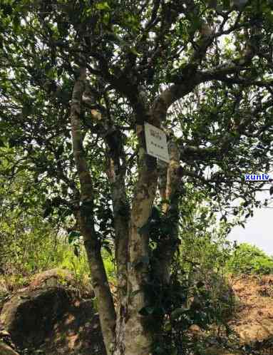 邦东高杆古树茶特点-邦东古树茶口感特点