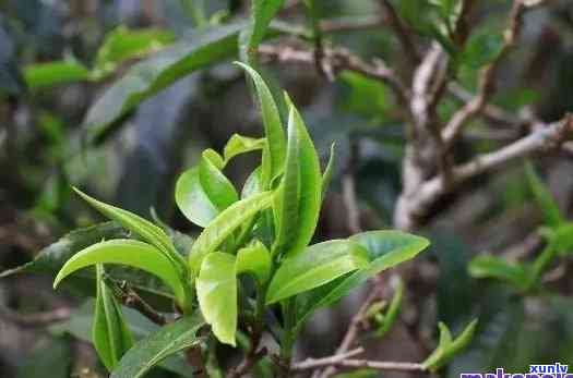 古树茶什么口感，探秘古树茶的独特口感，品味岁月沉淀的韵味