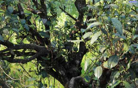 那蕉古树茶口感特点-那蕉寨古树茶特点