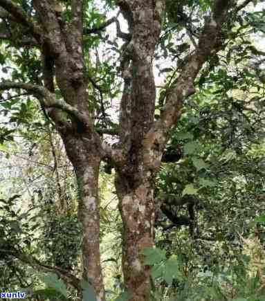 那蕉古树茶口感特点-那蕉寨古树茶特点