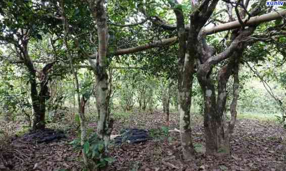 大忠山古树茶的特点介绍，探秘大忠山古树茶：特点全面解析