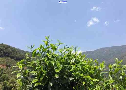 大忠山古树茶的特点介绍，探秘大忠山古树茶：特点全面解析