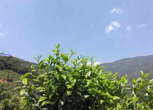 大忠山古树茶的特点-大忠山古树茶的特点介绍