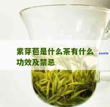 紫芽孢茶：功效、作用与禁忌全解析