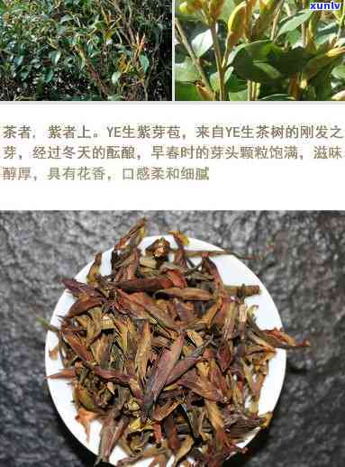 紫芽孢古树茶的特点-紫芽孢茶价格