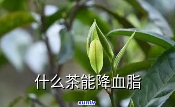 哪种茶叶可以降血脂，探讨何种茶叶有助于降低血脂