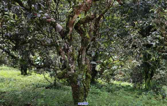 小户赛古树茶特点产地，探寻小户赛古树茶的独特产地特性