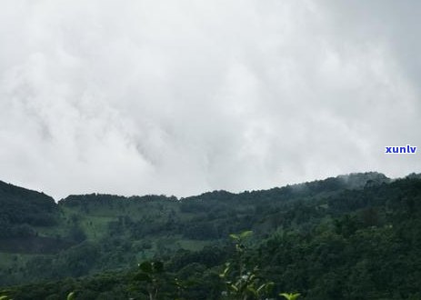 大雪山茶叶口味特征-大雪山茶叶口味特征是什么