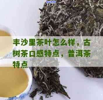 丰沙里古树茶的特点-丰沙里古树茶的特点是什么