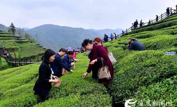 茶叶树种多久可以采茶，茶叶树种植后多久可以采摘茶叶？