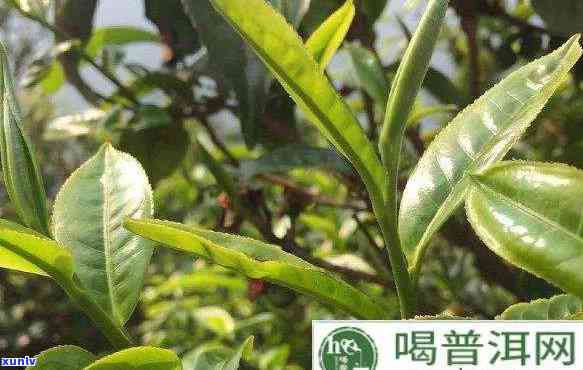 提取茶多酚后茶叶渣的有效处理 *** 