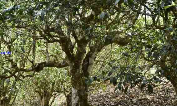 帕点古树茶口感特点-帕点古树茶什么价格