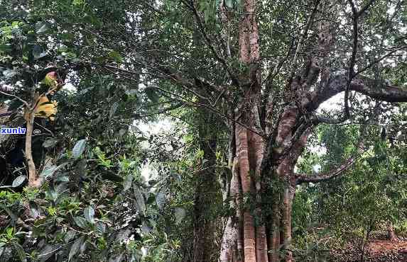 帕点古树茶口感特点-帕点古树茶什么价格