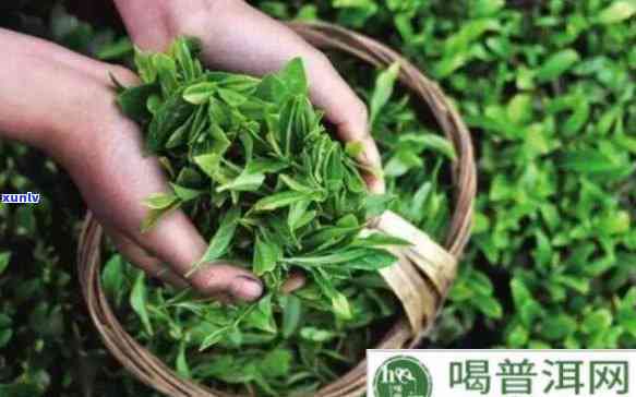 茶叶的使用价值馈赠-茶叶的使用价值馈赠()自用()