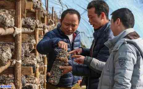 茶叶的目标市场是什么，揭示茶叶的市场定位：茶叶的目标市场究竟是什么？