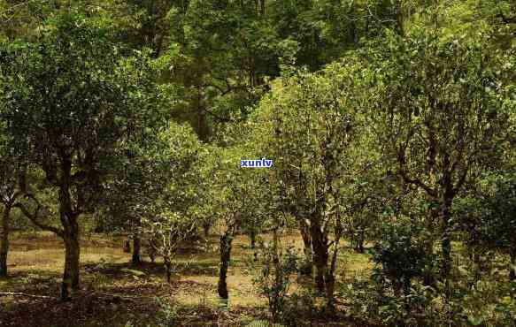 景谷凤山古树茶特点-景谷凤山古树茶特点是什么