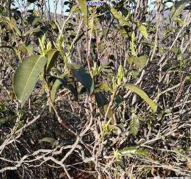 藤条古树茶特点简单介绍，探秘古老韵味：藤条古树茶的特点解析