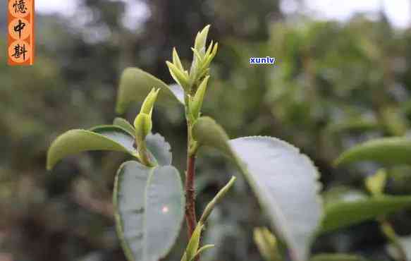 潮州特产茶叶锯朵仔-潮州锯朵仔单丛价格