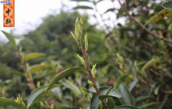 潮州特产茶叶锯朵仔-潮州锯朵仔单丛价格