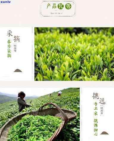 潮州特产茶叶锯朵仔-潮州锯朵仔单丛价格