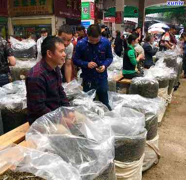 州茶业城，探索州茶业城：中国更大的茶叶交易市场