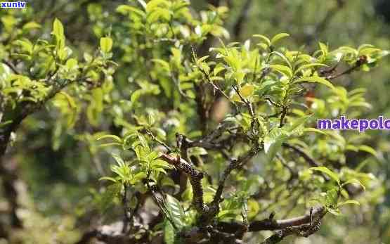 勐蚌龙古树茶特点-勐蚌岗茶