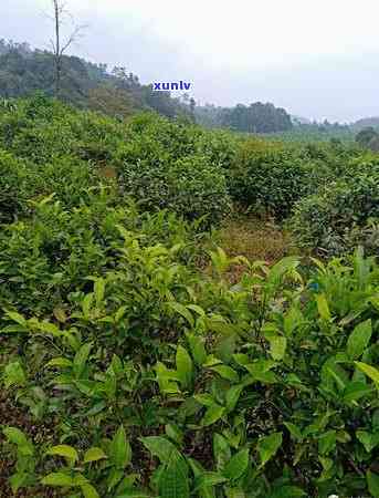 直播间茶叶真假混杂-直播间茶叶真假混杂怎么办