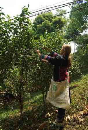 蛮砖高杆古树茶特点-蛮砖古树茶特点价格