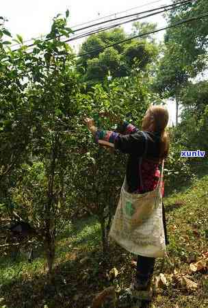 蛮砖高杆古树茶特点-蛮砖古树茶特点价格